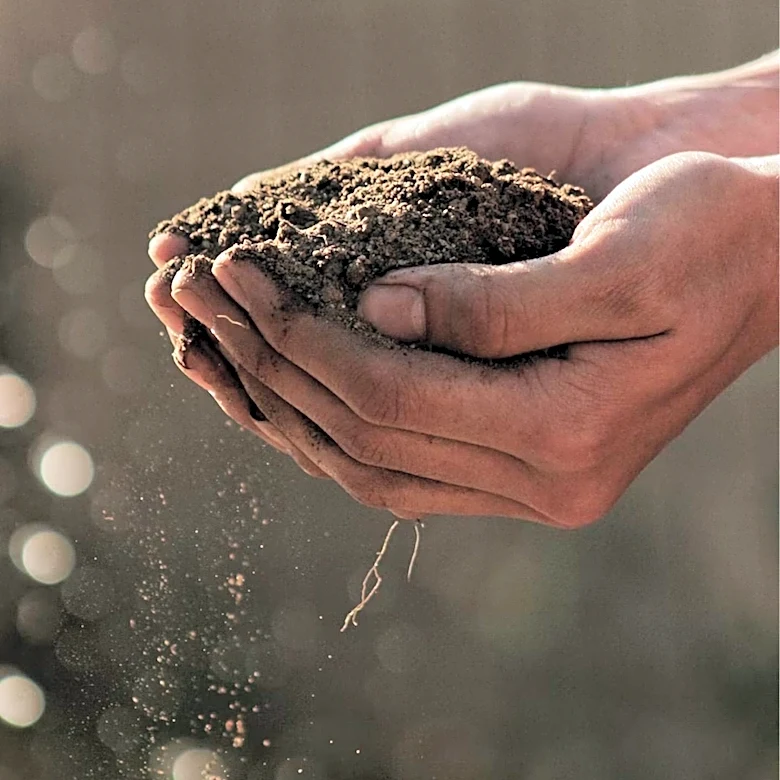 Organic Food Model Emphasizes Soil Health and Sustainable Practices