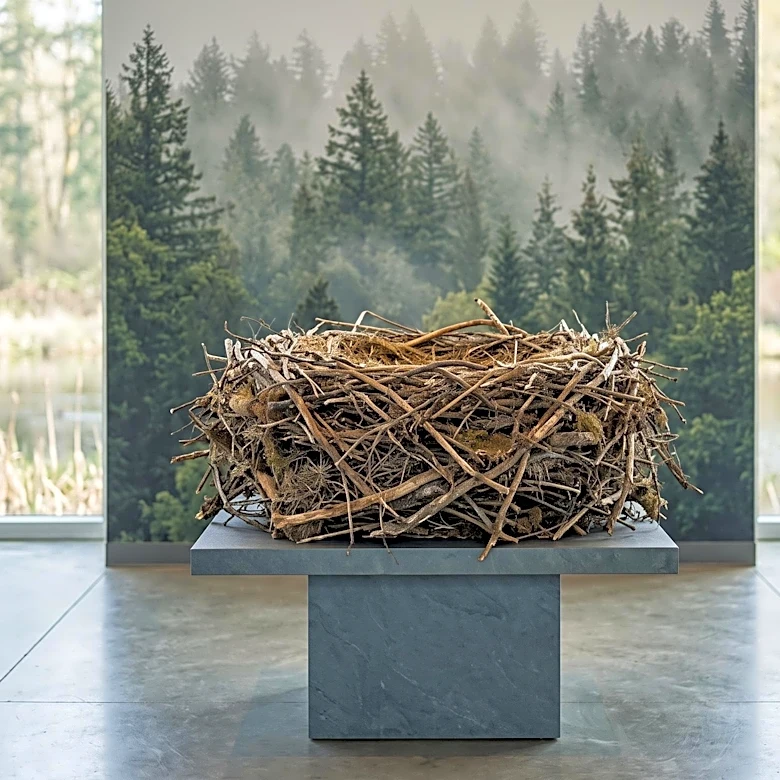 Bald Eagle Nest Preserved for Public Display at Billy Frank Jr. Nisqually National Wildlife Refuge