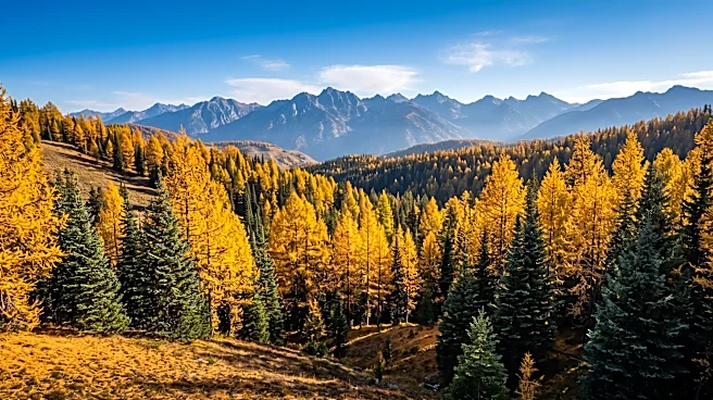 Golden Larch Season Boosts Tourism in Methow Valley After Economic Downturn