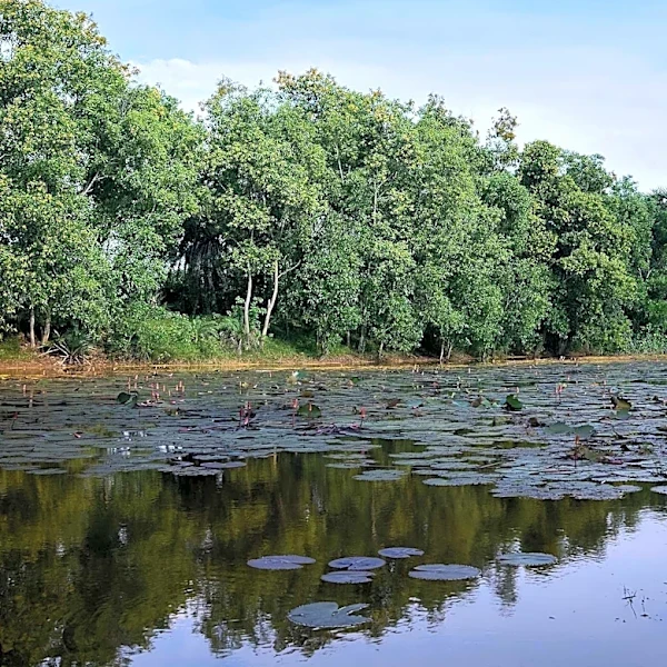 U.S. Representative Steve Womack Supports Federal Funding and Private Donations for Lake Wedington Restoration