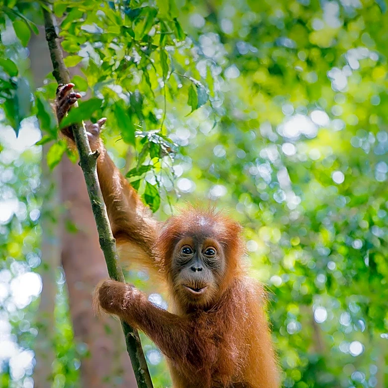 Wildfires in Indonesia Threaten Orangutan Populations, Prompting Rescue Efforts Amid El Niño Intensification