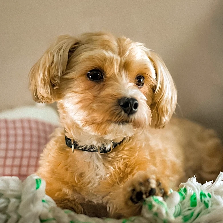 Chicago Animal Shelters Detail Doxiepoo Adoption Process and Care Requirements