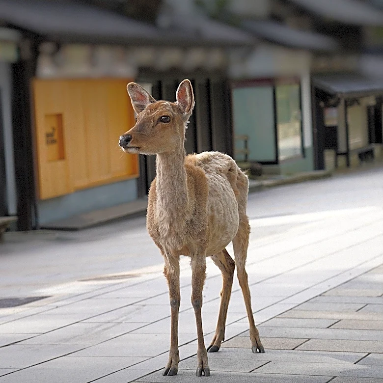 Indonesian Tourists Apologize After Deer Consumes Plastic at Nara Park