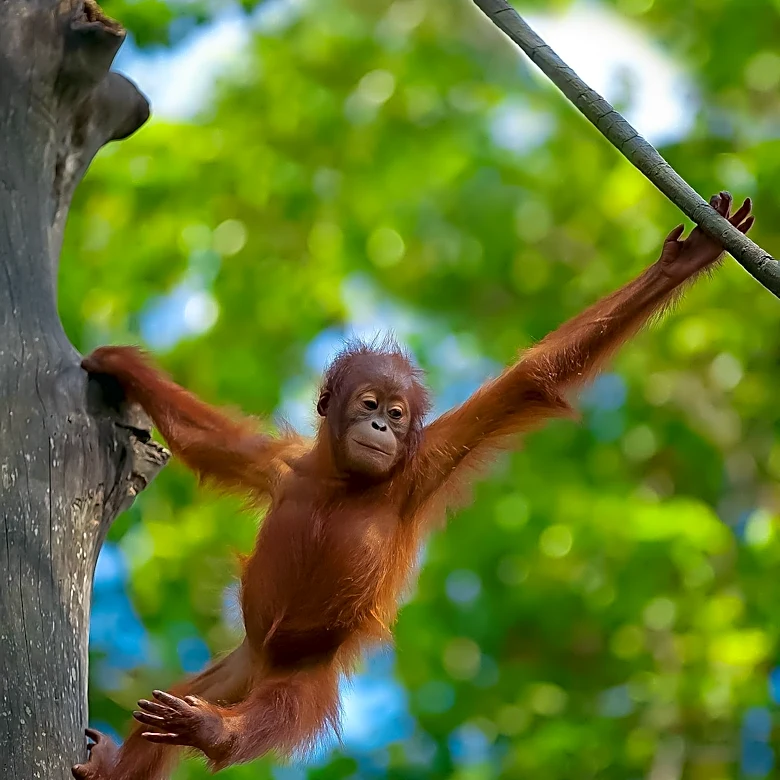 Indonesia Releases Eight Orangutans Rescued from Borneo Wildfires into Protected Forest
