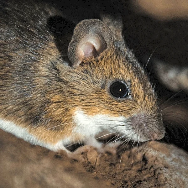 Scientists Reverse Alzheimer's-like Disease in Mice Using CAR-T Cell Therapy