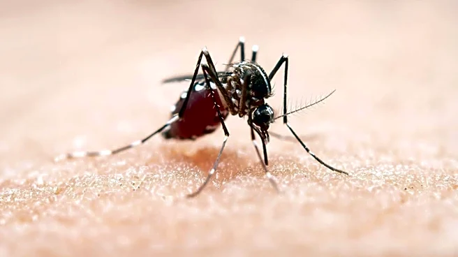 Louisville Officials Warn Mosquitoes and Ticks Remain Active into Fall, Urge Continued Precautions