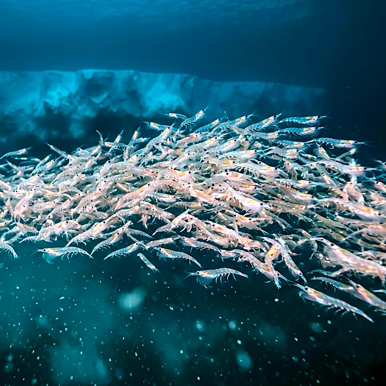 Antarctic Krill Fishery Faces Sustainability Concerns Amidst Ecosystem Importance and Climate Change Impacts