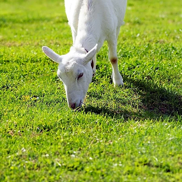 Contra Costa Water District Utilizes Goats for Environmental Stewardship at Los Vaqueros Watershed