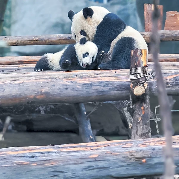 Everland's Twin Pandas, Rui Bao and Hui Bao, to Relocate to China in December