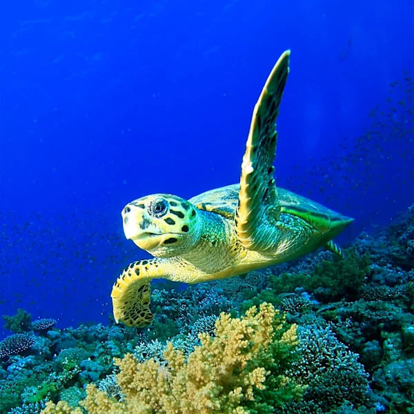 Nairobi Convention Adopts 15 Decisions to Strengthen Ocean Protection in Western Indian Ocean