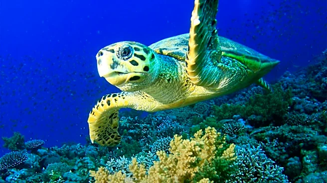 Nairobi Convention Adopts 15 Decisions to Strengthen Ocean Protection in Western Indian Ocean