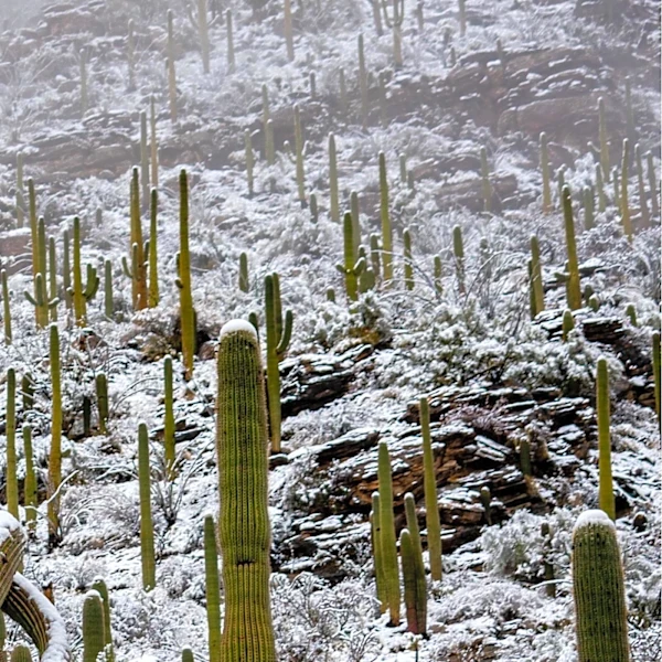 Arizona Monsoon Season Boosts Reservoirs, Strong El Niño Offers Hope for Winter Snowpack