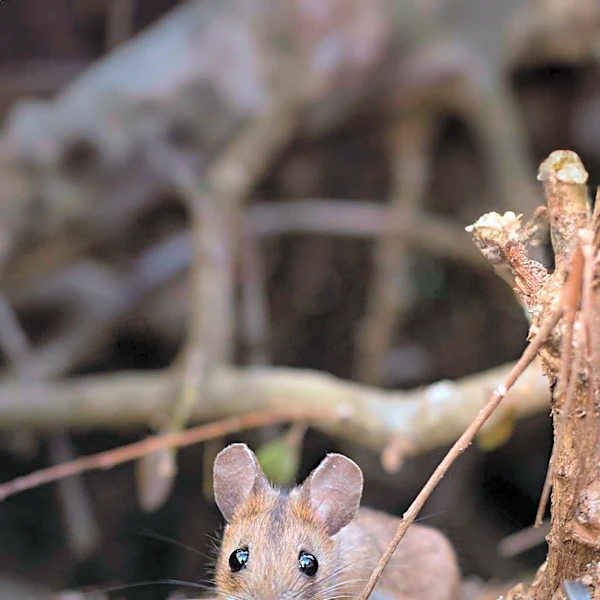 Study Reveals Liver Challenges and Decreased Exercise Willingness in Mice on Exclusively Plant-Based Diets