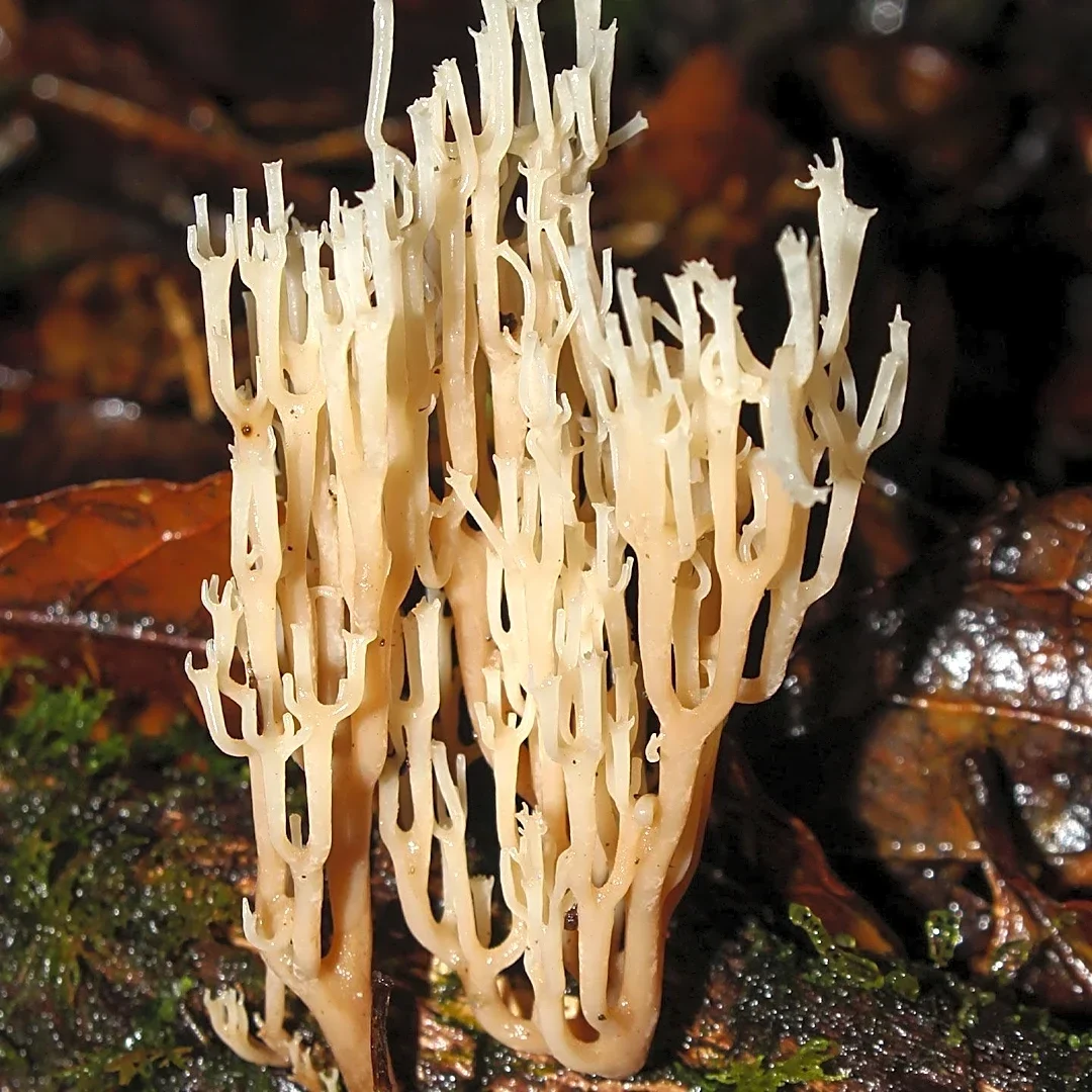 Lion's Mane Mushroom Shows Preliminary Cognitive Benefits in Older Adults, Limited Evidence for Other Claims