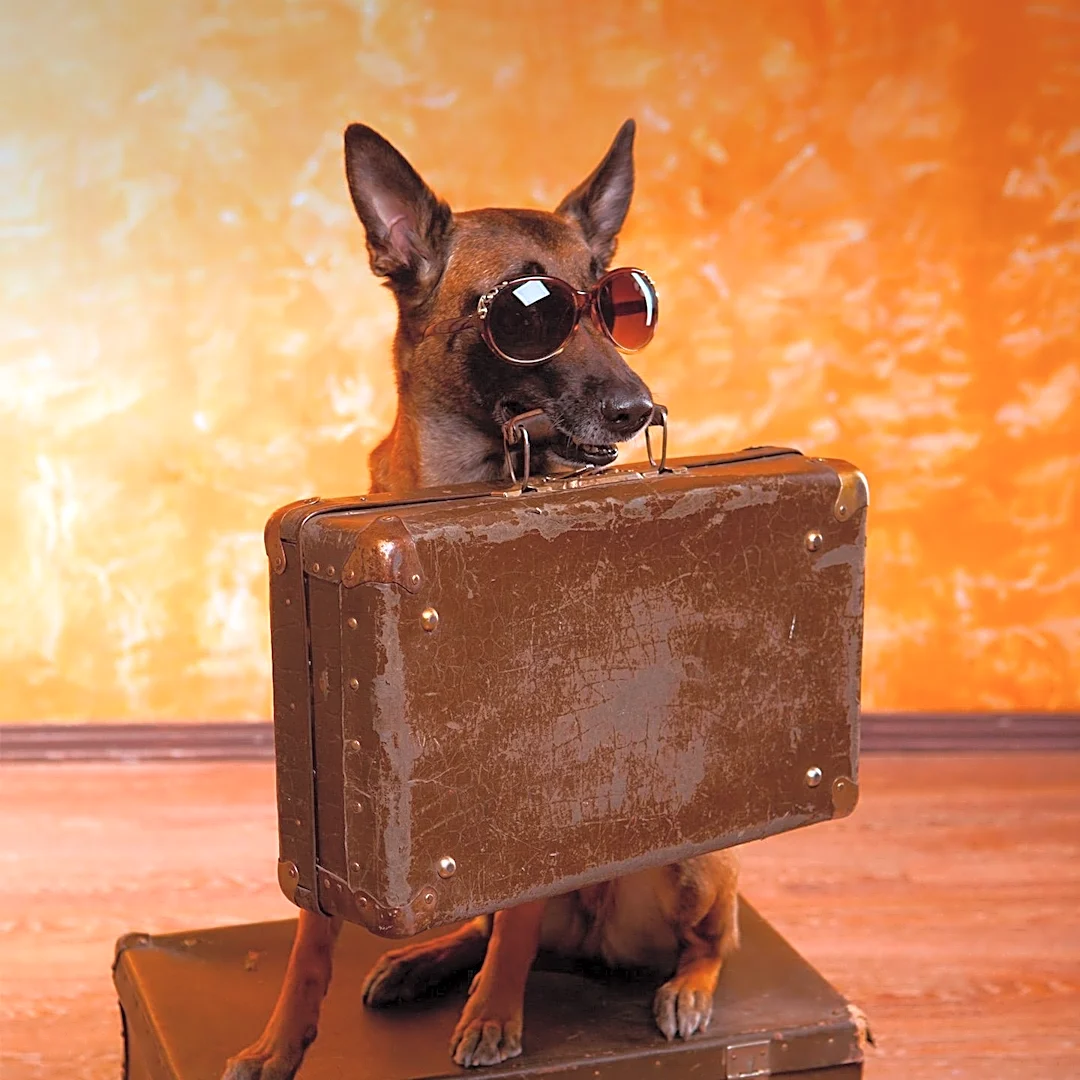 Subaru Survey Reveals Pets Influence Holiday Travel Decisions for U.S. Owners