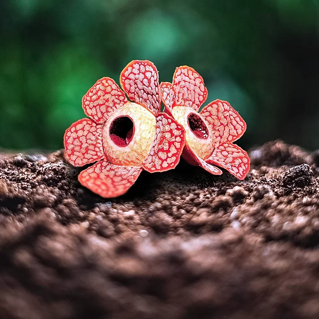 Beechdrops Wildflower, a Parasitic Plant, Depends Entirely on American Beech Trees for Survival