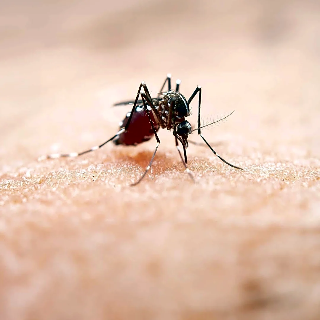 Mosquito Saliva Compound Identified as Key Factor in Zika, Dengue, and West Nile Infections, Paving Way for New Vaccination Strategy