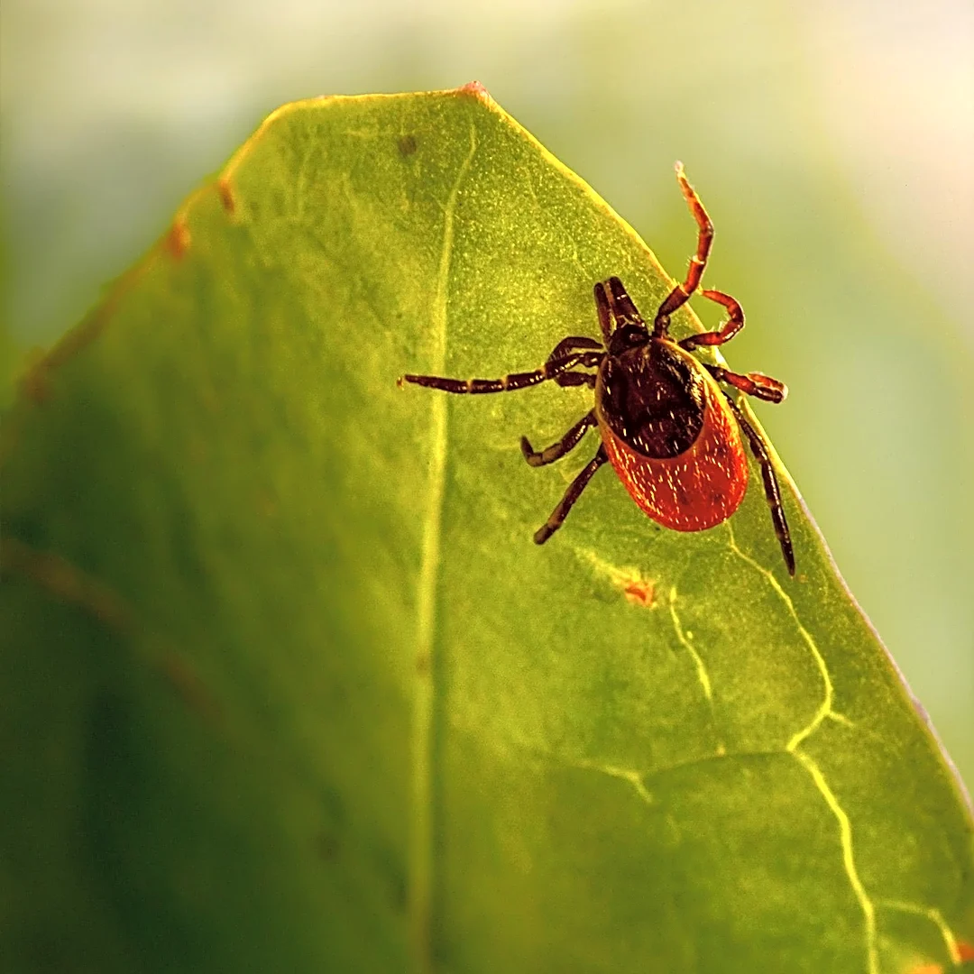 Alpha-Gal Syndrome Cases Surge on Nantucket as Lone Star Ticks Expand Northward