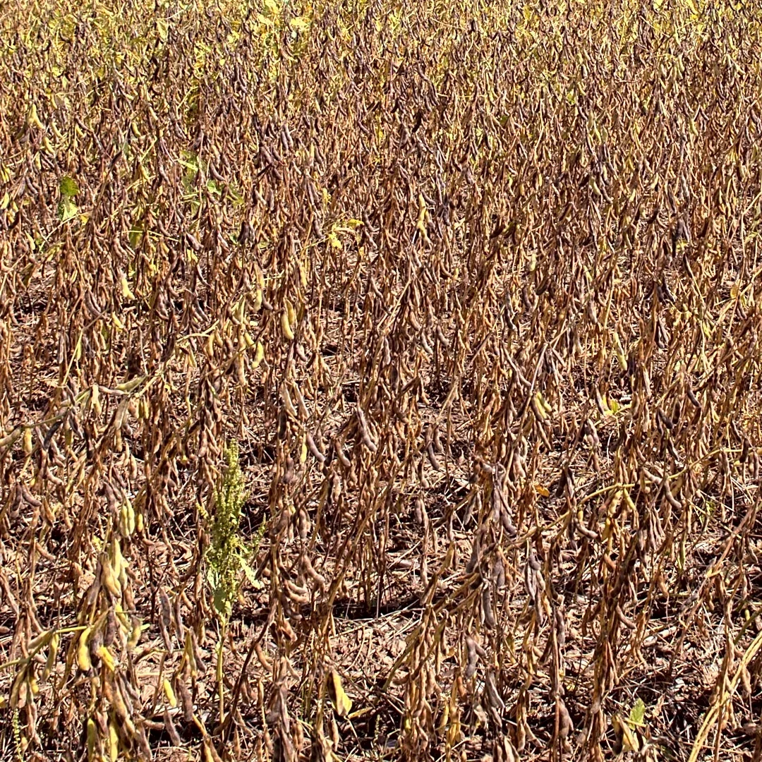 Soybean Discoloration Spreads Across Corn Belt, Raising Quality Concerns for U.S. Farmers