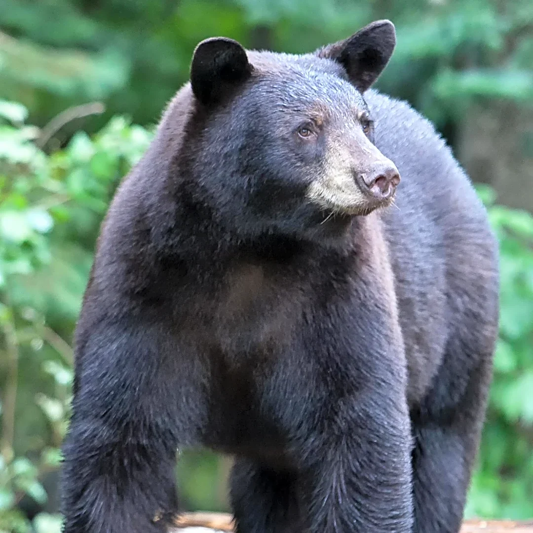 Logan Police Issue Warning After Frequent Black Bear Sightings Near Commercial Areas