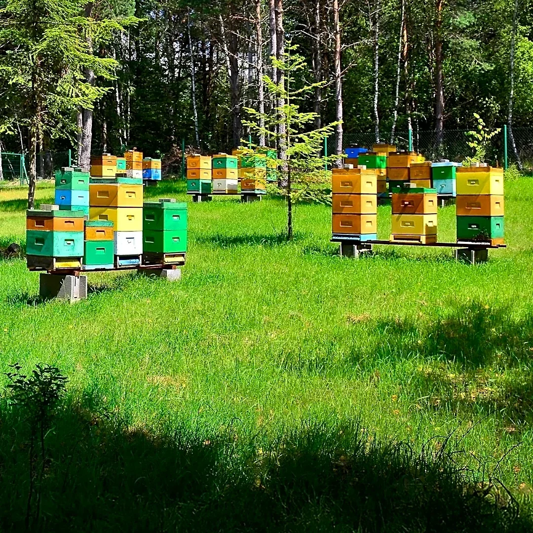 Honeybee Colonies Face Winter Challenges, Requiring Careful Management and Community Support