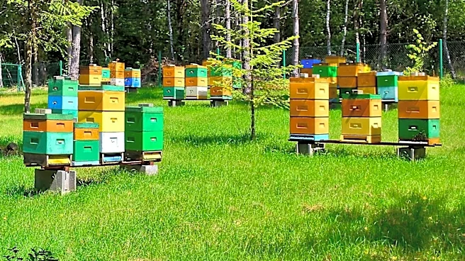 Honeybee Colonies Face Winter Challenges, Requiring Careful Management and Community Support