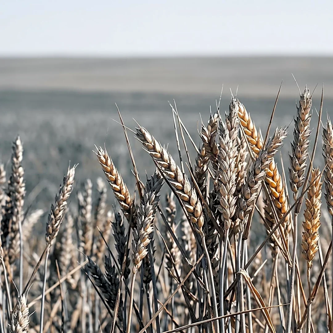 New Crop Model Reveals Underestimated Climate Risk to Wheat Yields