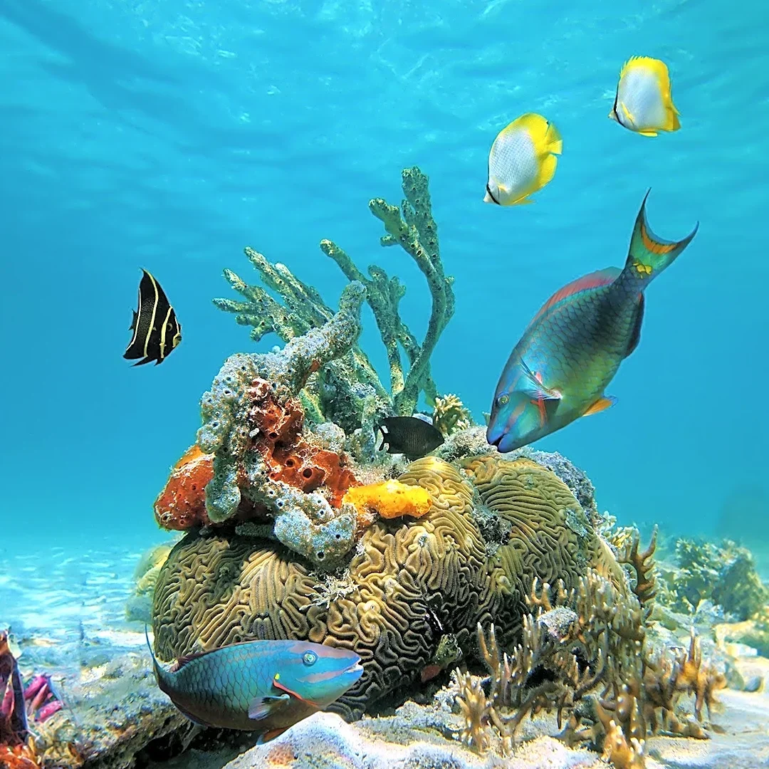 Coral Reef Restoration Efforts Face Dual Challenge of Larval Connectivity and Disease Spread in Florida