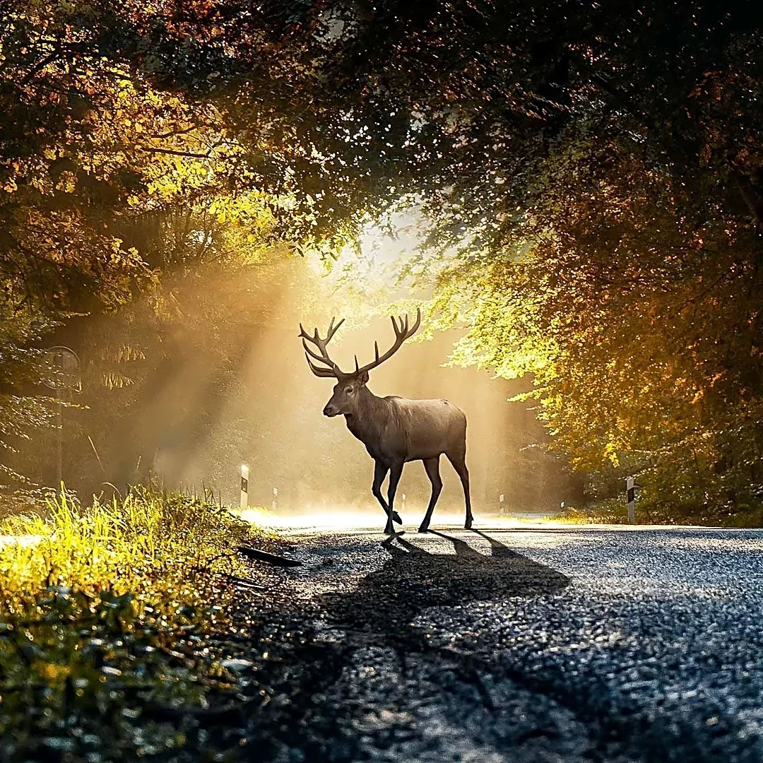 AAA Warns Long Island Drivers of Increased Deer Collision Risk During Peak Mating Season