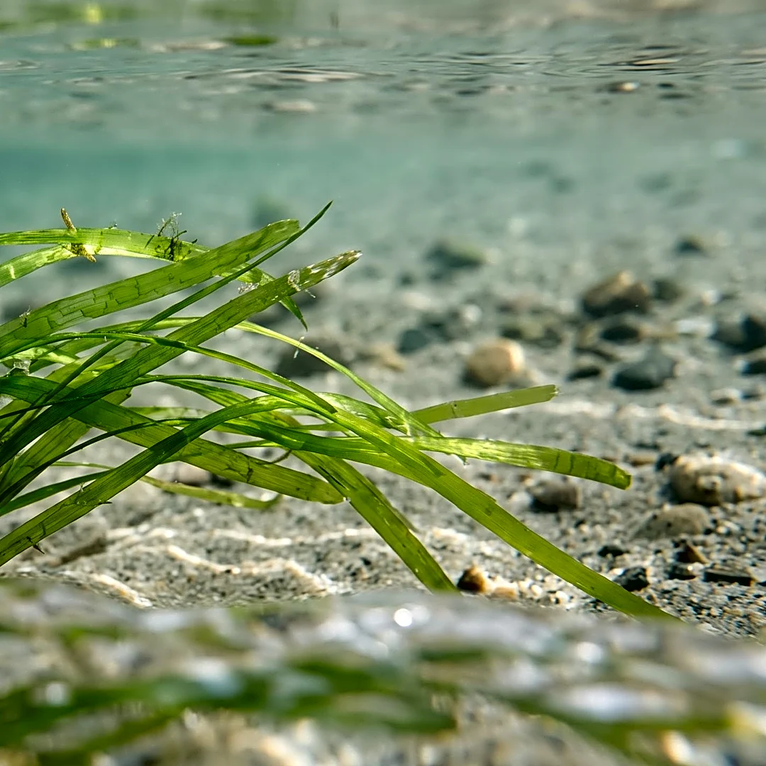 Registration Opens for 2026 Alaska Invasive Species Workshop in Juneau