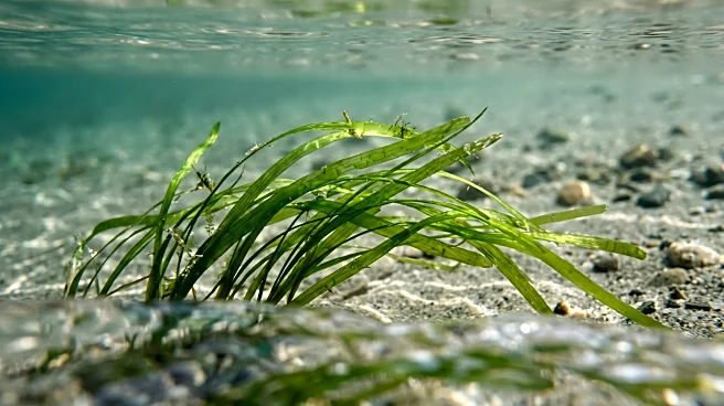 Registration Opens for 2026 Alaska Invasive Species Workshop in Juneau