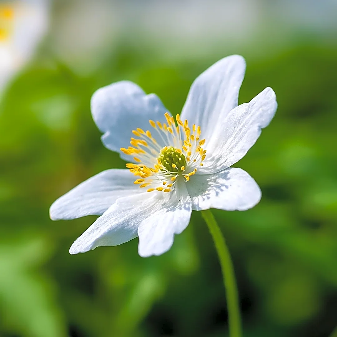 Anemone 'Andrea Atkinson' Recognized for Robust Growth and Deer Resistance in Chicago Botanic Garden Trials