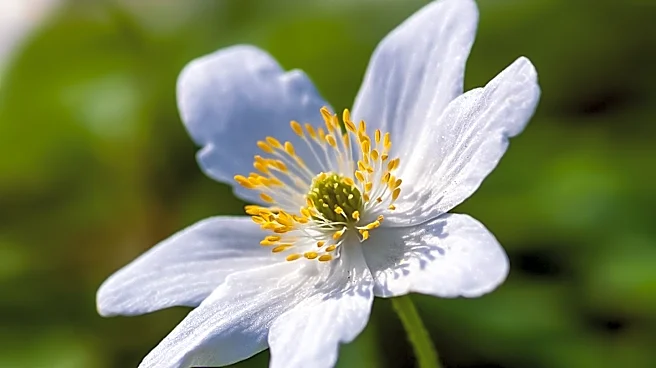 Anemone 'Andrea Atkinson' Recognized for Robust Growth and Deer Resistance in Chicago Botanic Garden Trials