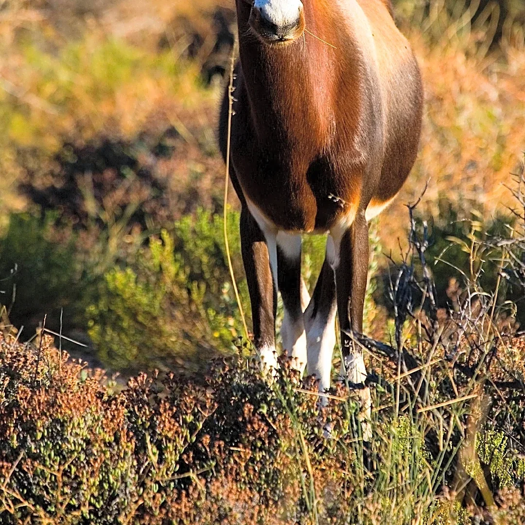 African Antelope Species May Expand Across Western U.S. Due to Warming Winters