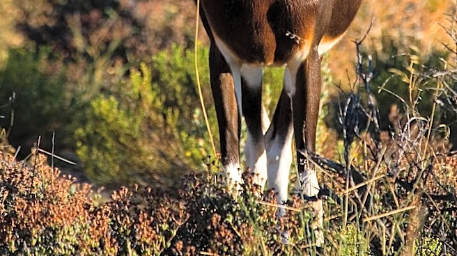 African Antelope Species May Expand Across Western U.S. Due to Warming Winters