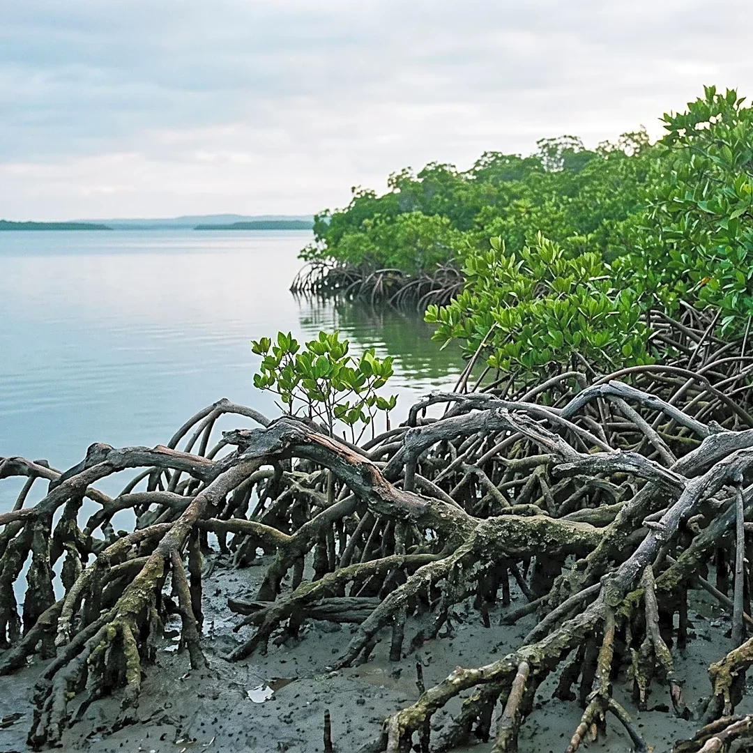 Global Mangrove Alliance Releases Policy Briefs to Strengthen Conservation Efforts Ahead of CBD COP17