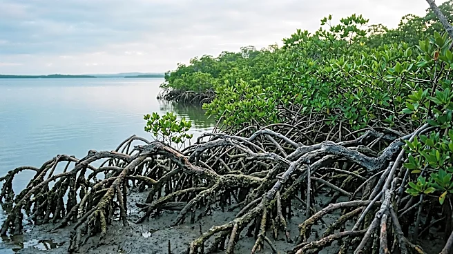 Global Mangrove Alliance Releases Policy Briefs to Strengthen Conservation Efforts Ahead of CBD COP17