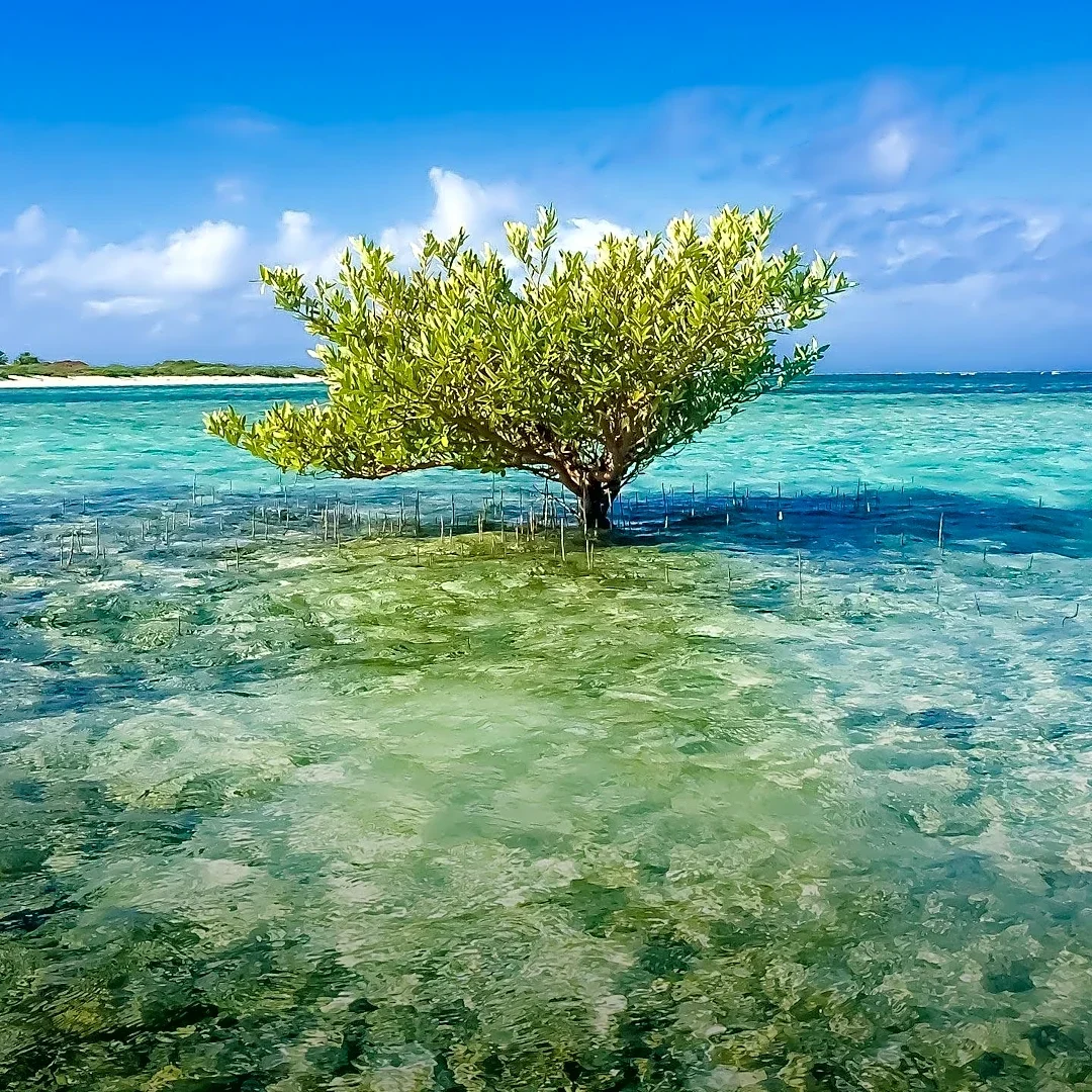 Horn Nature Conservation Initiates Mangrove Restoration Project in Somalia to Combat Coastal Erosion and Support Livelihoods