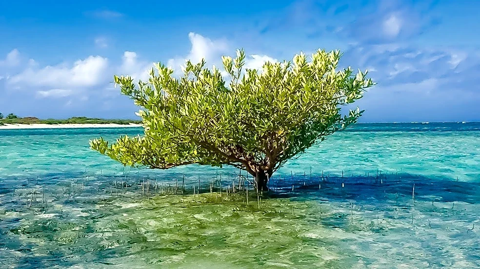 Horn Nature Conservation Initiates Mangrove Restoration Project in Somalia to Combat Coastal Erosion and Support Livelihoods