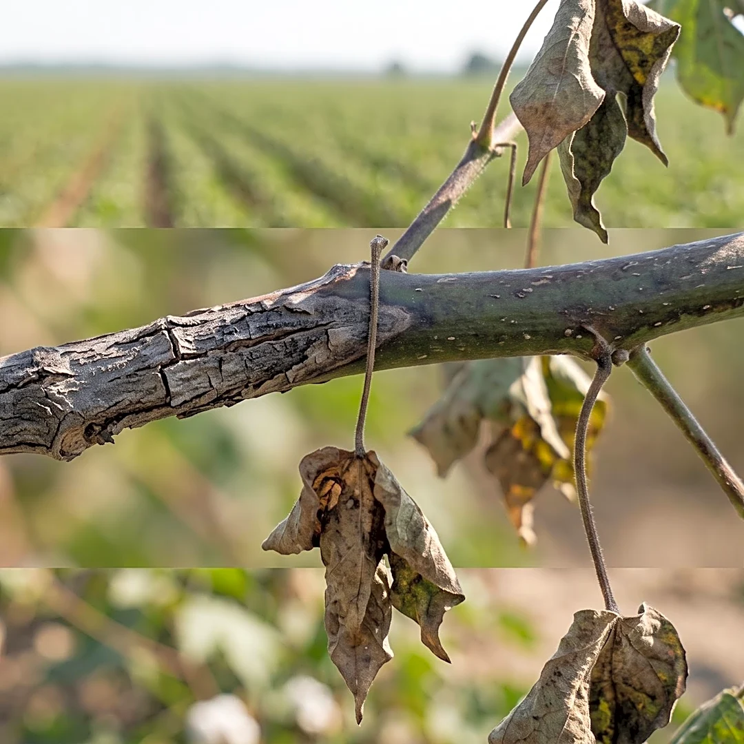New Cotton Stem Canker and Dieback Disease Identified in U.S.