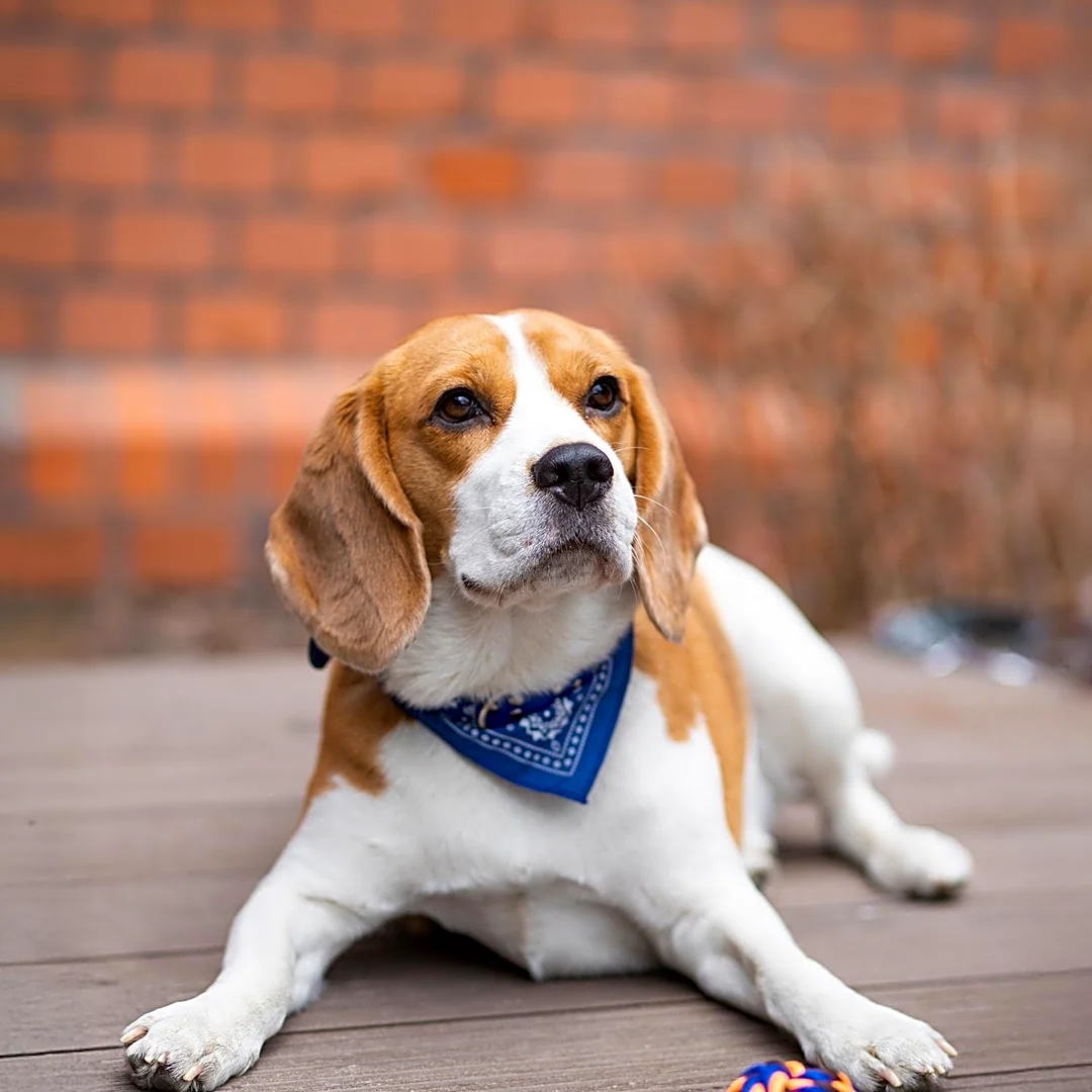 Lauren Anderson Releases 'A Ridglan Beagle' to Raise Awareness on Animal Testing