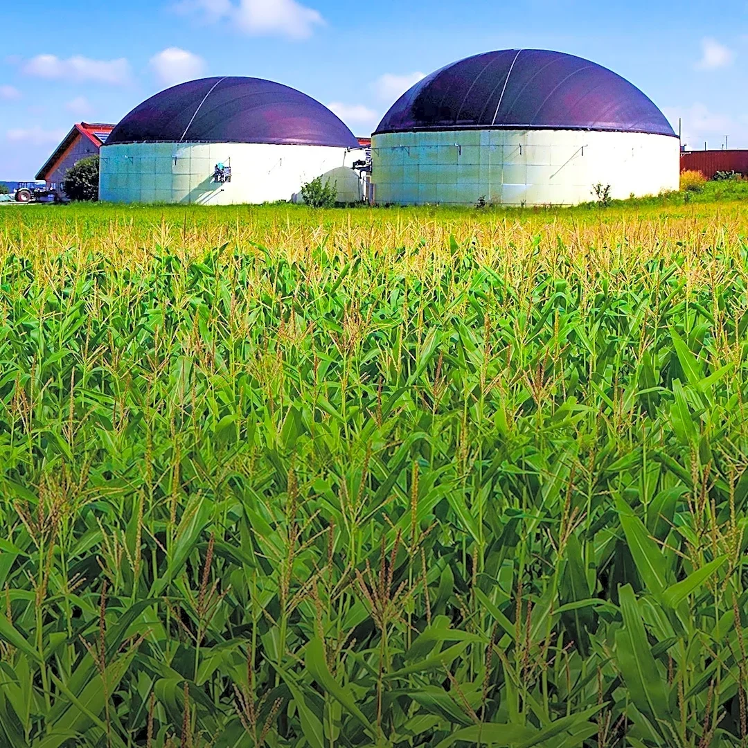 Plumas County Advances Biofuel Development with 'A' Rating for Biomass Availability
