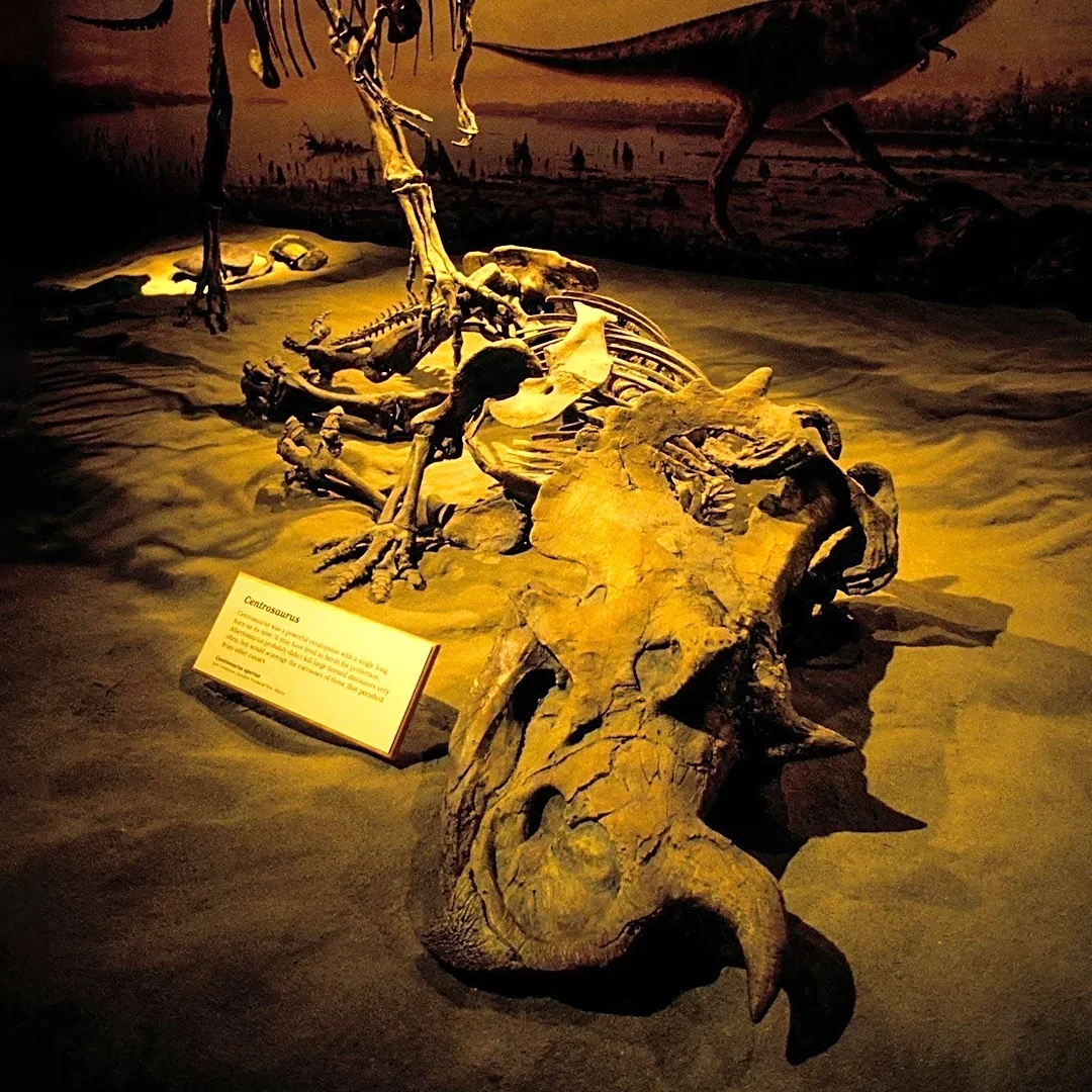 New Carnivorous Dinosaur Species, Invictibellatrix amberina, Identified from Century-Old Fossil