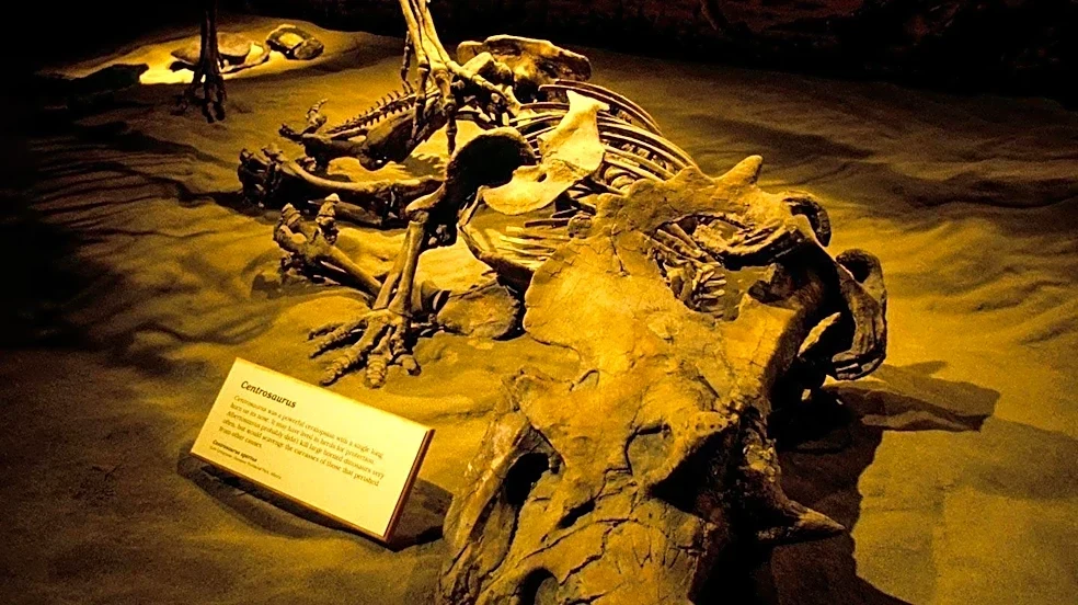 New Carnivorous Dinosaur Species, Invictibellatrix amberina, Identified from Century-Old Fossil