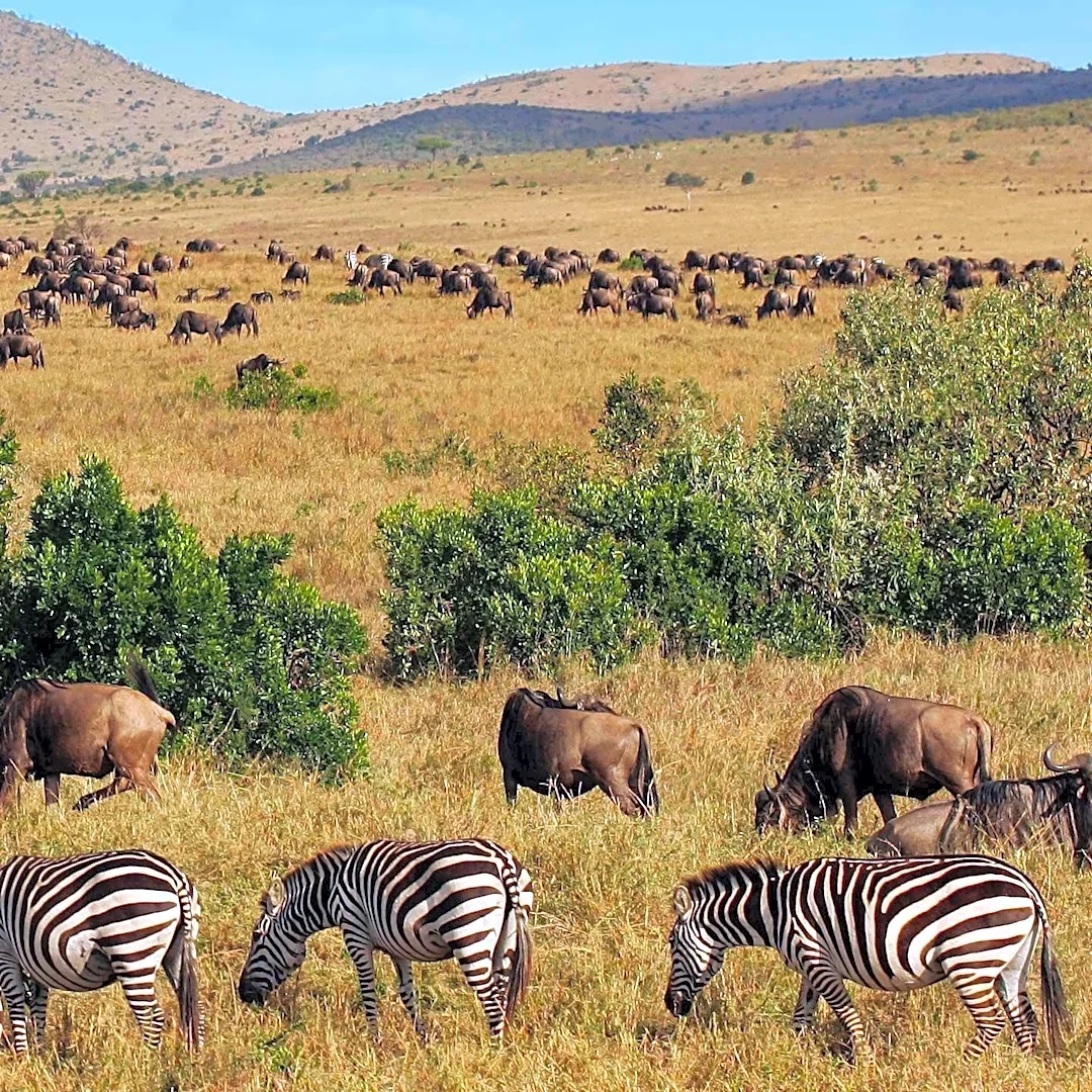 African Antelope Species, Gemsbok, Projected to Expand Across American West Due to Warming Winters