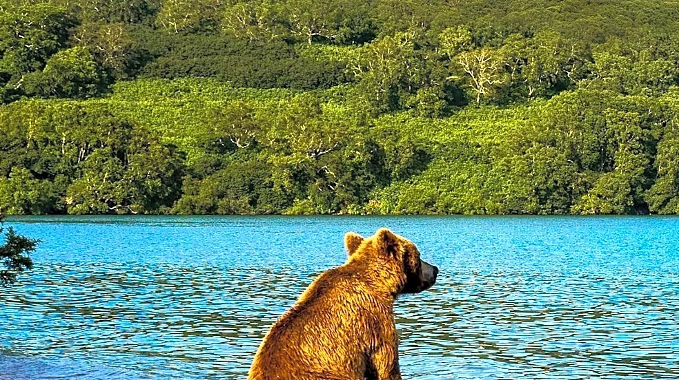 Bear Discovered Roaming Mammoth Lakes Library in California