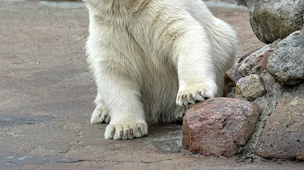 St. Louis Zoo to Welcome Female Polar Bear Laerke to Aid Endangered Species Conservation