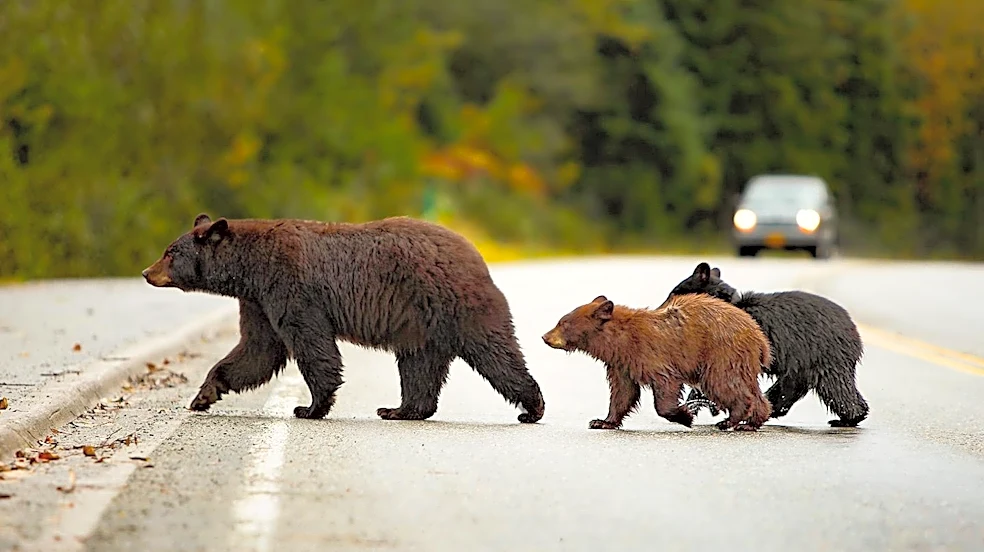 Logan Police Issue Warning Following Increased Black Bear Sightings in Village