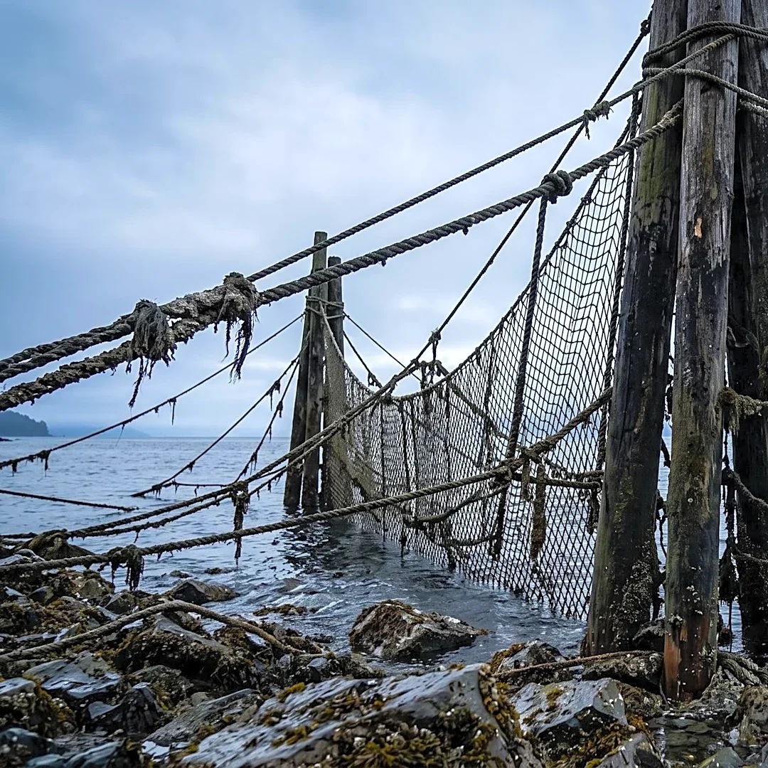 Historical Salmon Piracy and Smuggling Operations Flourished in Salish Sea During Late 19th and Early 20th Centuries