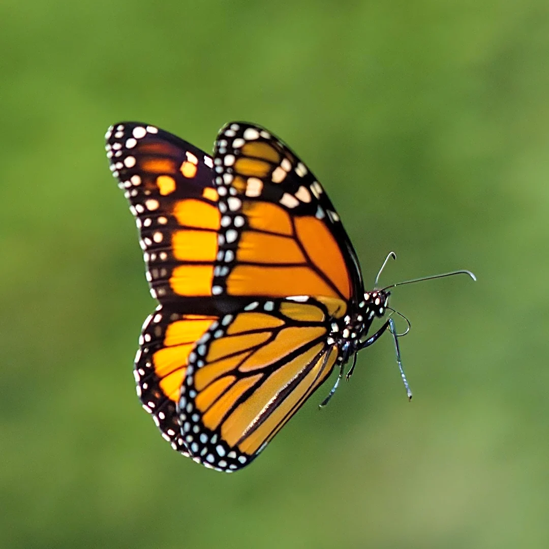 New Solar-Powered Tags Enable Real-Time Tracking of Monarch Butterfly Migration
